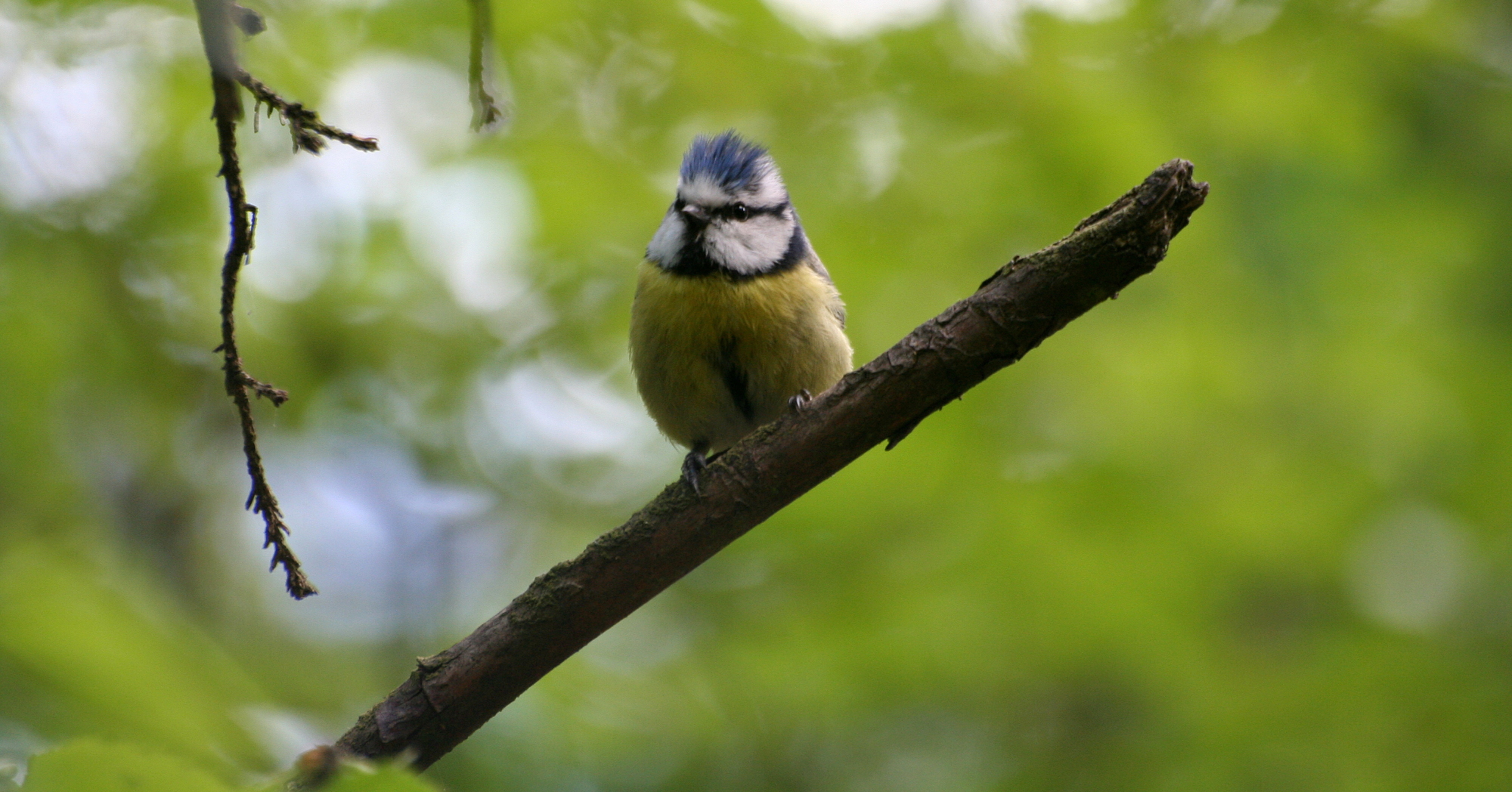 Transforming citizen science for biodiversity