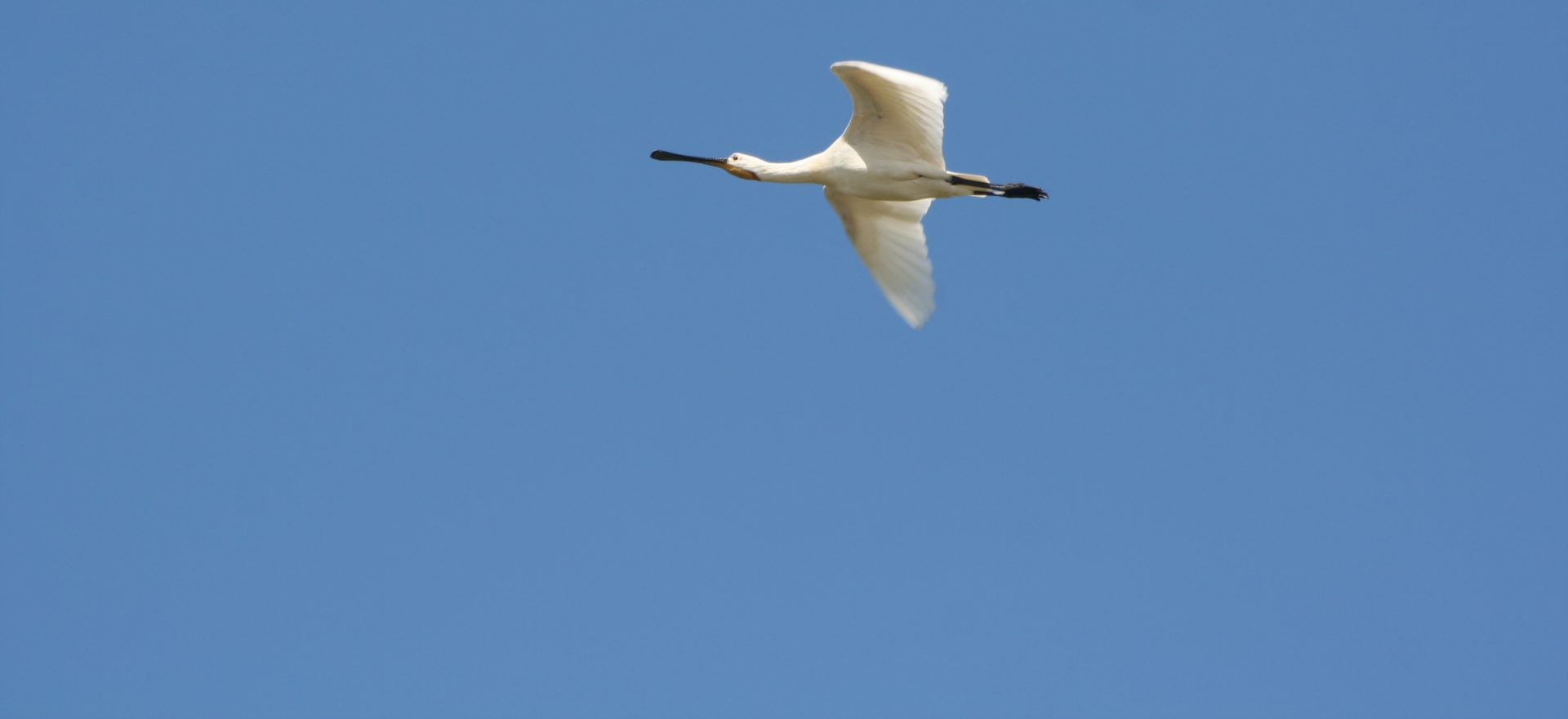 Transforming citizen science for biodiversity