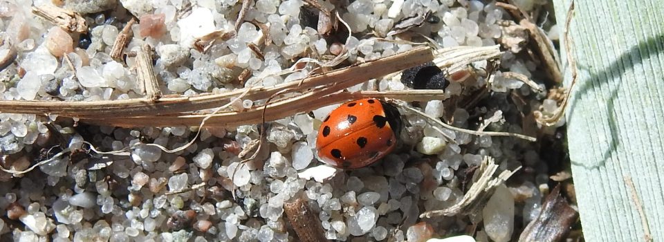 Machine Learning for Biologists