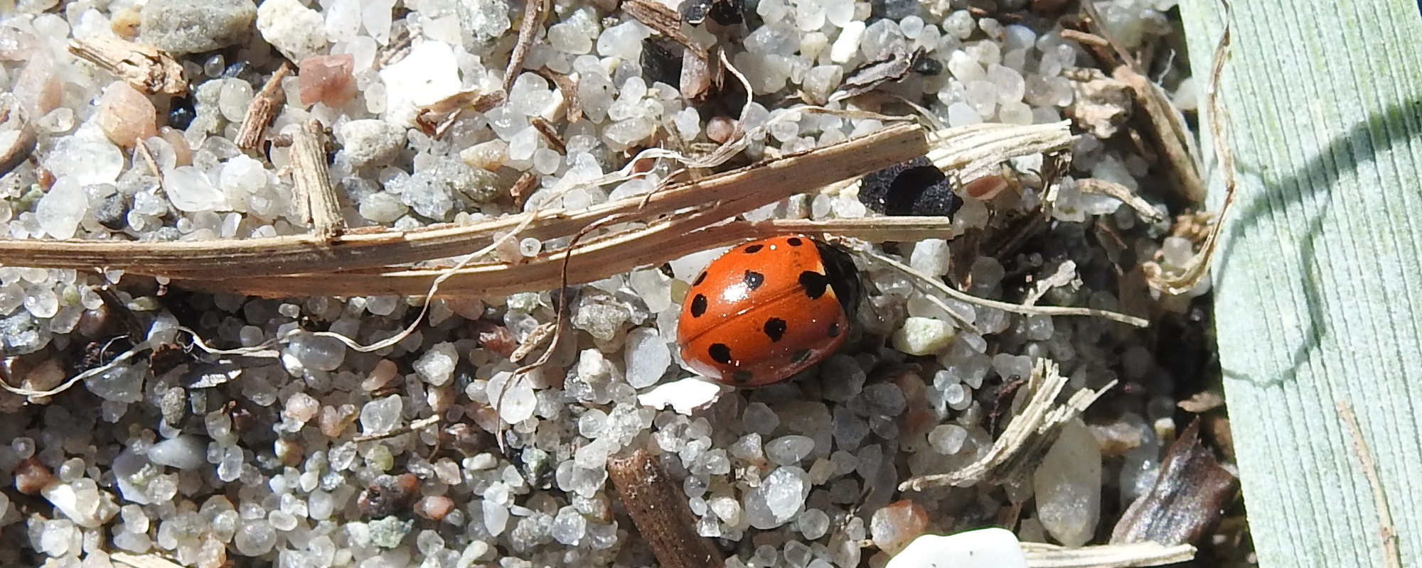 Machine Learning for Biologists