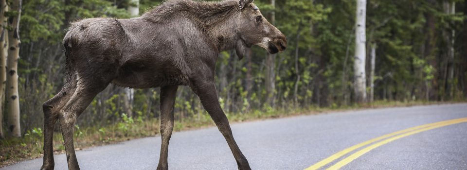 Bias in Citizen Science data