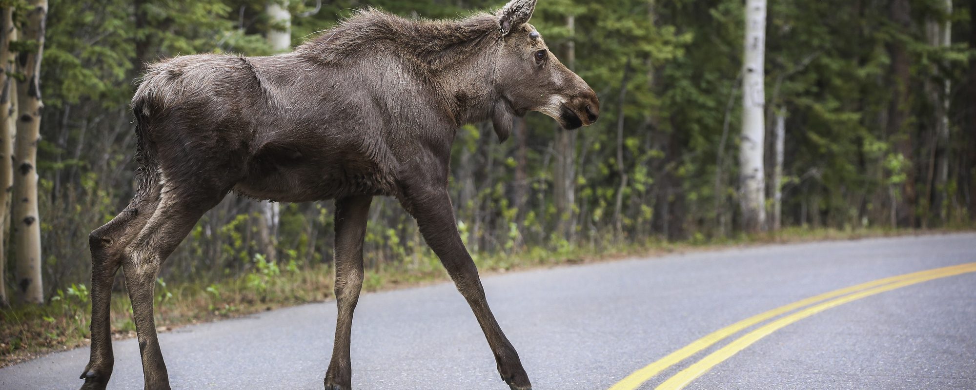 Bias in Citizen Science data