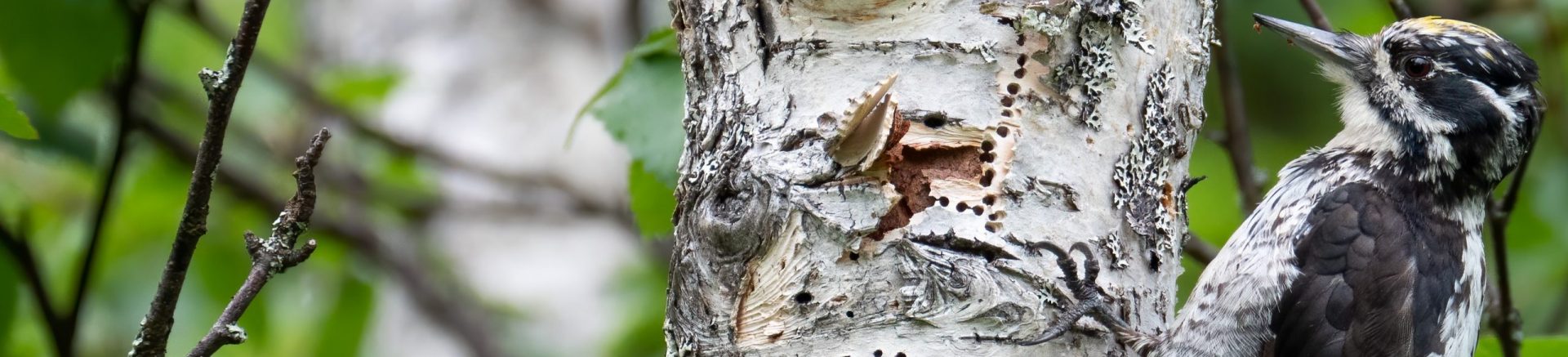 Category: Publications