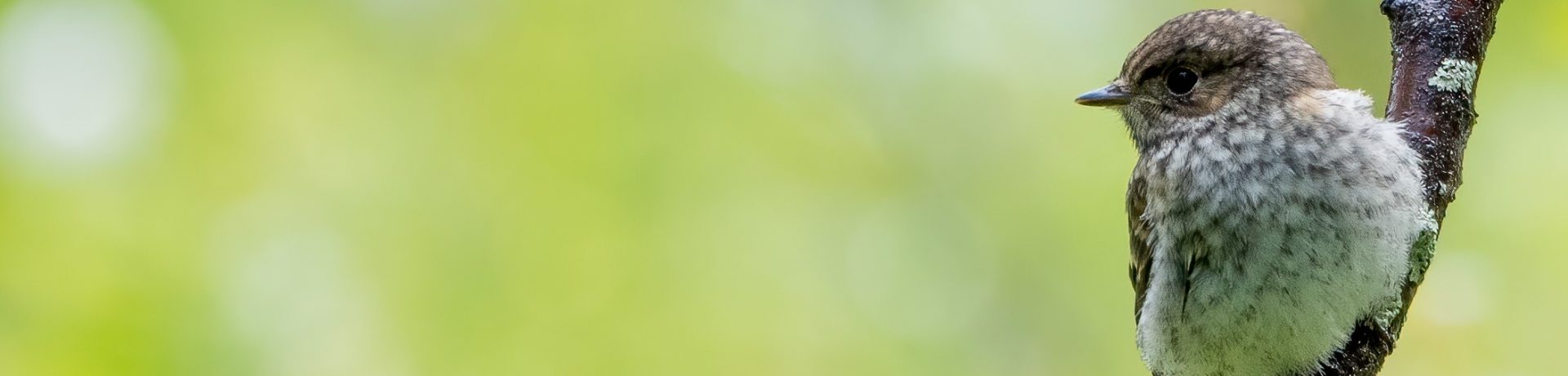 Transforming citizen science for biodiversity