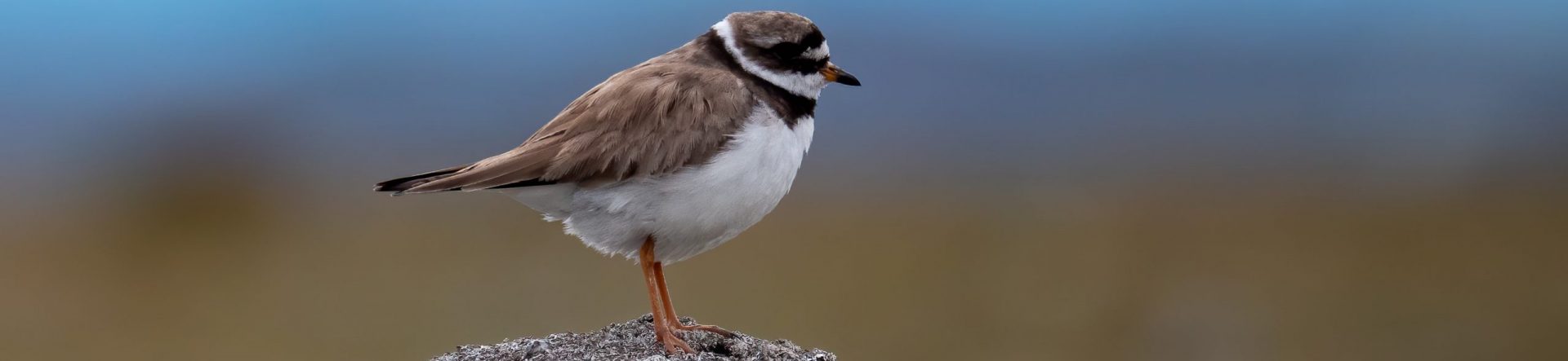 Transforming citizen science for biodiversity