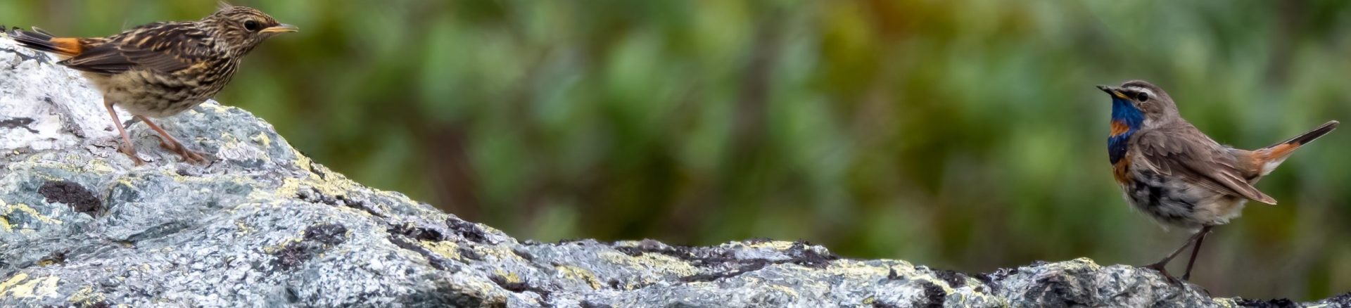 Transforming citizen science for biodiversity