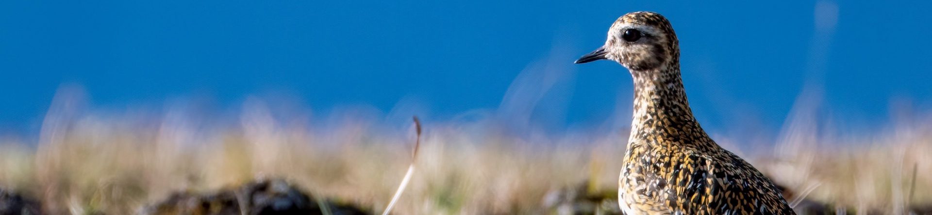 Transforming citizen science for biodiversity