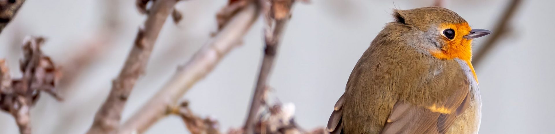 Author: Caitlin Mandeville