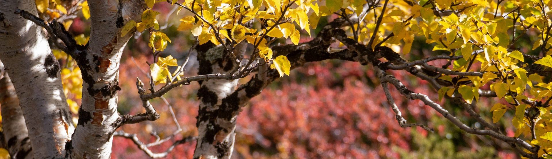 Author: Benjamin Cretois