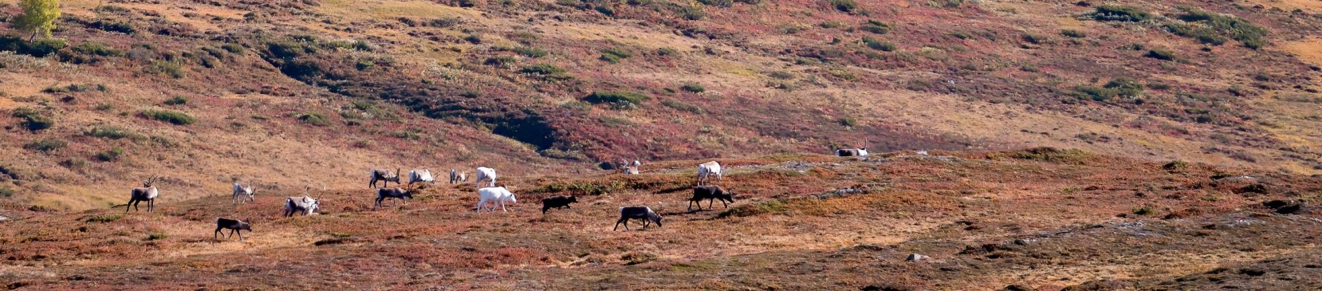 Transforming citizen science for biodiversity