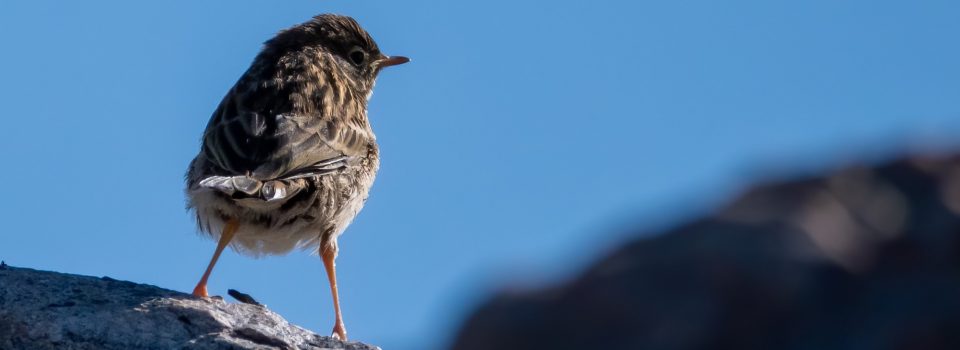 What is citizen science? Who are citizens and do they want feedback?