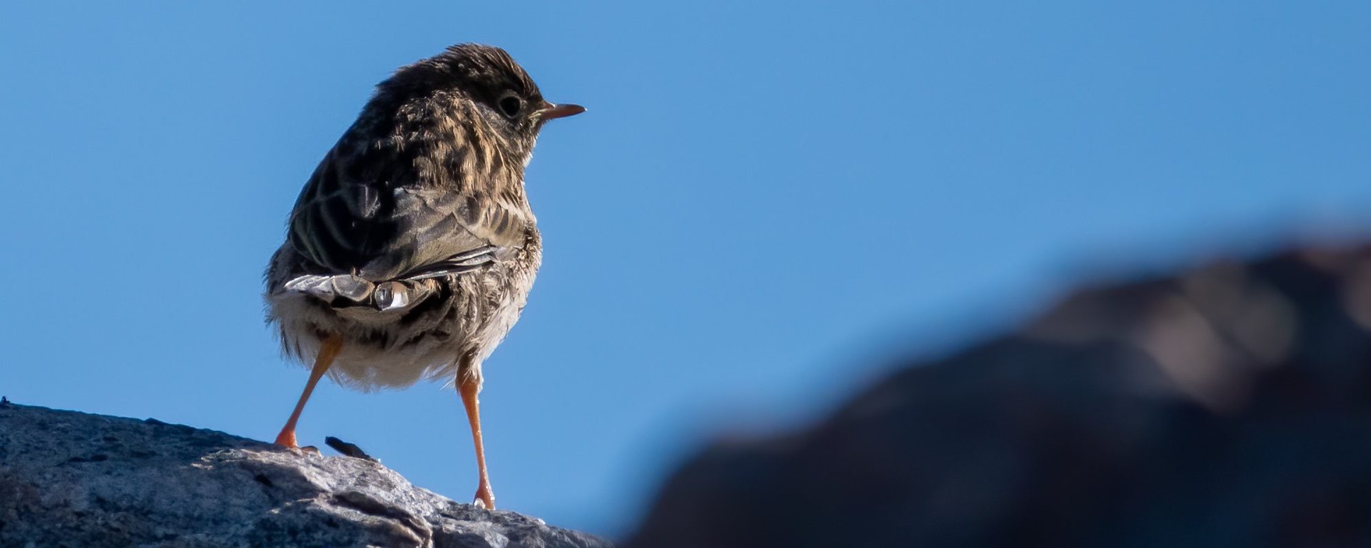 What is citizen science? Who are citizens and do they want feedback?